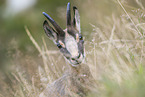 chamois