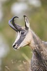 chamois