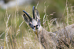 chamois