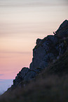 chamois
