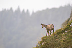 chamois