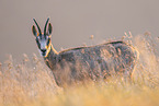 chamois