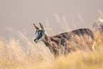 chamois