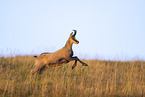 chamois