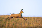 chamois