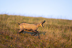 chamois