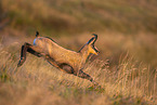 chamois