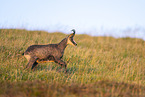 chamois