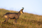 chamois