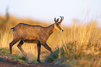 chamois