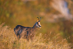 chamois