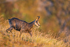 chamois