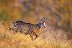 chamois