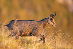 chamois