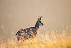 chamois