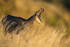chamois