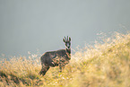 chamois