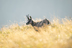 chamois