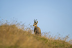 chamois