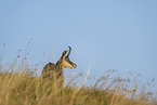 chamois