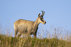 chamois