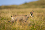 chamois