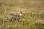 chamois