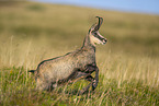 chamois