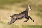 chamois