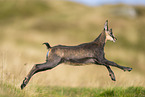 chamois