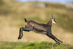 chamois