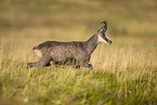 chamois