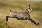 chamois