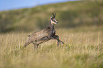 chamois