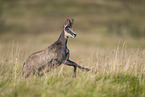 chamois