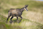 chamois