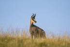 chamois