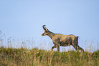 chamois