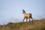 chamois