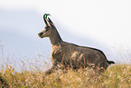 chamois