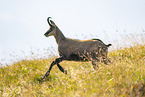 chamois