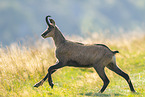 chamois