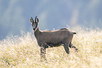 chamois