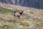 chamois