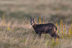 chamois