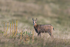 chamois