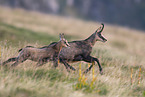 chamois