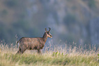 chamois