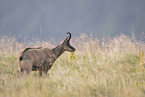 chamois