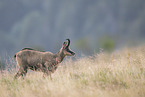 chamois